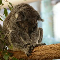 wie kann man nach so viel Schlaf nur müde sein ?