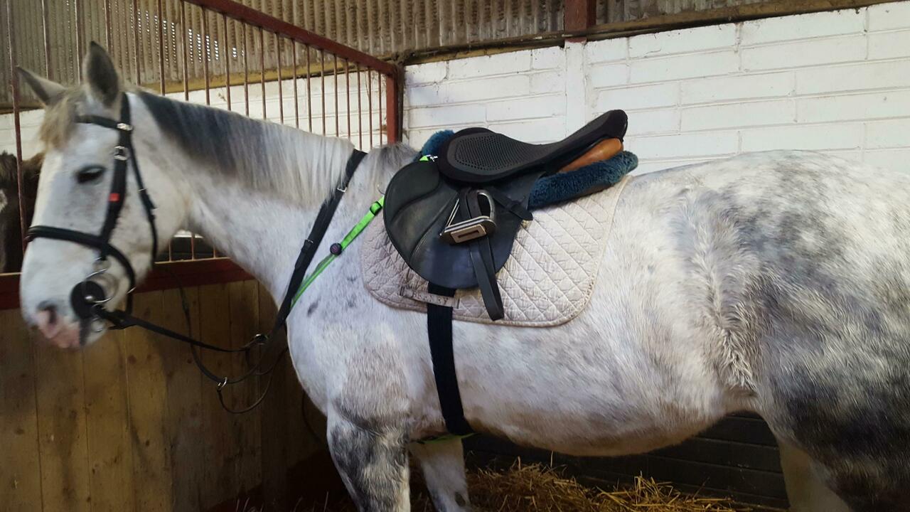 Ich hab Calypso gesattelt 👐 und es war falsch...😅