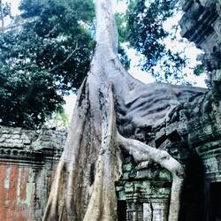 This temple is a great man versus nature display – what do you think, who will win this competition?