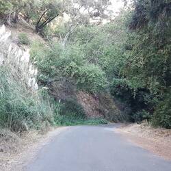 auf +2000m höhe und nicht in gewässernähe wächst schilf