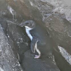 Ein Pinguin in der Stadt!