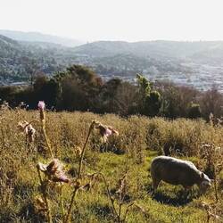 Typisch NZ: Überall Schafe :D