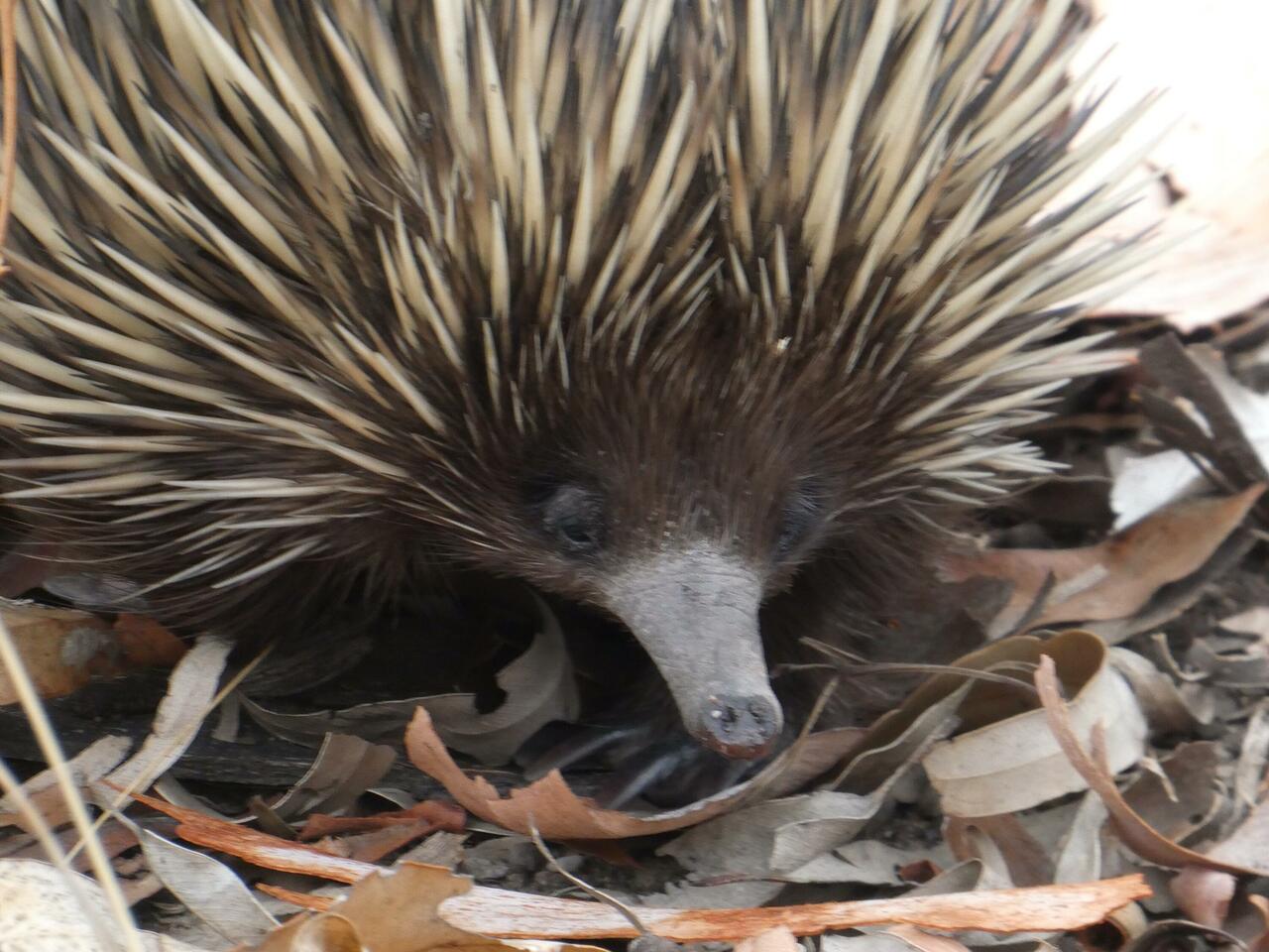 Echidna