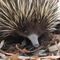 Echidna
