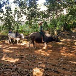 Die hängen hier in Massen in den Bäumen oder einfach auch im Weg