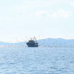 Fischerboot - Die Vögel wollen auch etwas abhaben