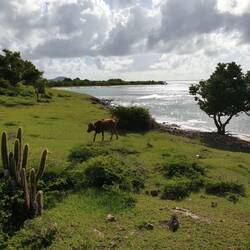 Von dieser Kuhweide können die deutschen Kühe leider nur träumen...