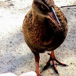 Ein freches Weka-Tier 🤭