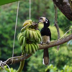 Hornbill