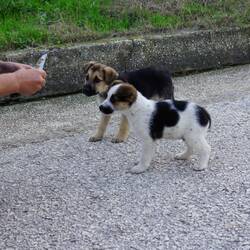 Es gab gekochte Kartoffeln und Brot