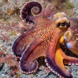 ...und jaaaa wir haben ein Octopus gesehen🥳😁