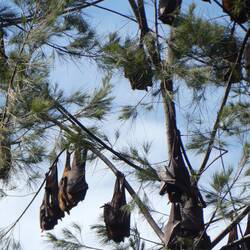 Flying Foxes roosting near the campsite