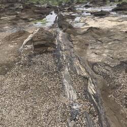 Versteinerter Baumstamm