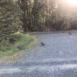 Keas am Campingplatz
