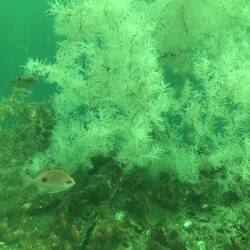 Unterwasser Observatorium, schwarze Koralle