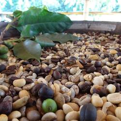 Willkommen auf der Kaffeeplantage