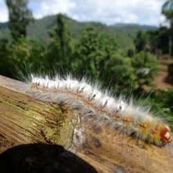 Ein kleiner Wegbegleiter