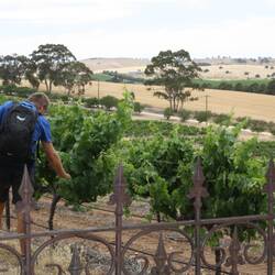 Riesling-Trail