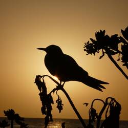 Sunset at the lighthouse beach