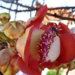 Verrückte Blume mit kleiner Biene
