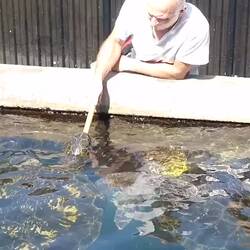 Feeding turtles - keep fingers out of their mouth