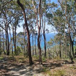 Not much to see on the Noosa Hill