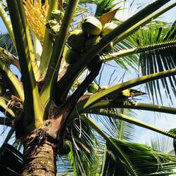 You'd have to be quick to harvest these nut-like fruits before the monkeys do!