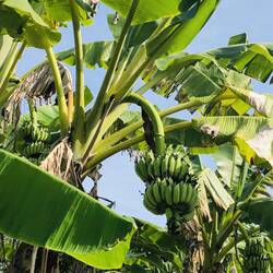 An easy one for the final: these have to travel a long way from their trees into Waitrose...