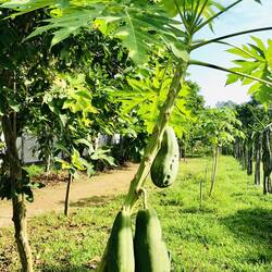 This one might be tricky: green shell, orange pulp – ever tried it before?