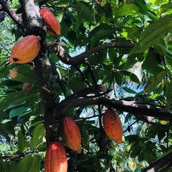 So, this is probably your favourite! But did you know, it all starts with this fruit?