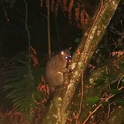 Opossum bei Nacht
