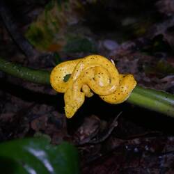Yellow eyelash viper