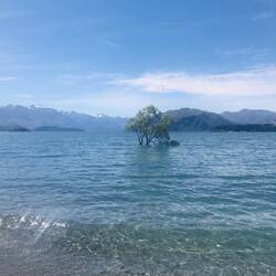 Wanaka Tree