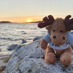 Karlson my Swedish moose (bought 2009)