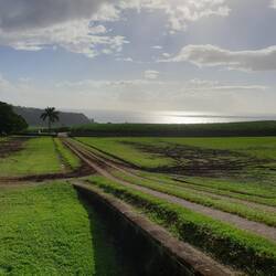 Eine der Zuckerrohrplantagen des mit Gold prämierten Rums.