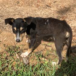 Diese armen kleinen welpen leben huer mit flöhen übersäht. Es ist ein Albtraum zu sehen..