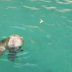 Joar..da wurden Affen gefüttert. 🤷‍♀️