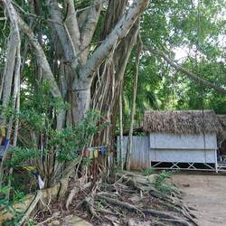 Mein erster Bungalow hinterm Banja Tree