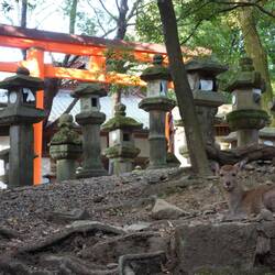 Jeu : trouve le daim dans l'image !