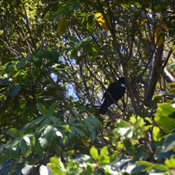 Tui