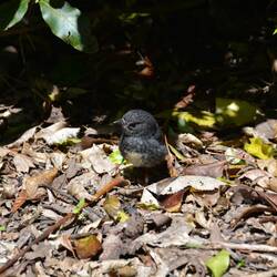 Blaumeise - Tomtit