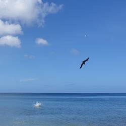 Sturzflug um Fische zu fangen.