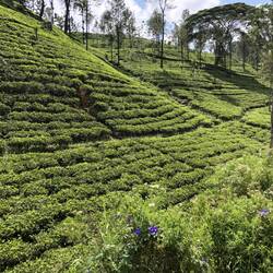 Tea Plantation