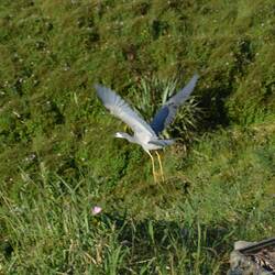 Weißwangenreiher - White Faced Heron
