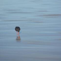 Austernfischer - Oystercatcher