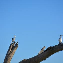 Krähenscharbe - Shag