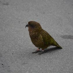Kea