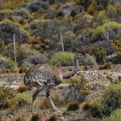 Nandu perfekt getrant