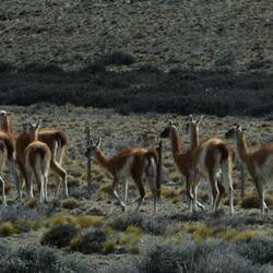 Guanacos