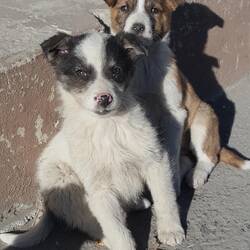 Die Welpen vom Hauptplatz in Stepandsminda